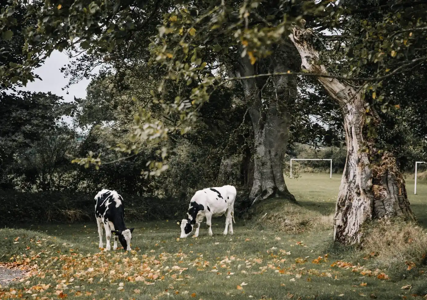 Things to do and see in Cumbria during the autumn